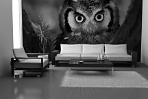 Fototapeta Sova 4022 - vliesová