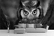 Fototapeta Sova 4022 - vliesová