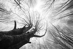 Fototapeta Česká príroda Stromy zs1054 - vliesová