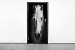 Fototapety na dvere 6809