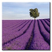 Francúzske levandule - Obraz CKS0532