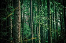 Tajomný les fototapeta FS3502
