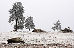 Zamrznutá lúka fototapeta FS3721