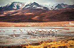 Flamingos - fototapeta FS3832