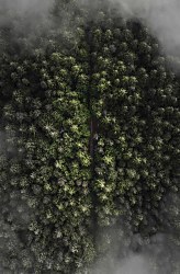 Les v hmle z výšky - fototapeta FS4070