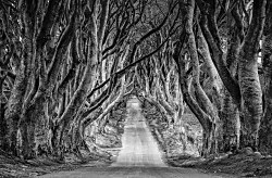 V lese - fototapeta FS4199