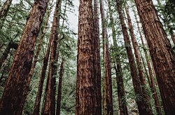 Ihličnaté stromy - fototapeta FS4271