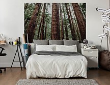 Ihličnaté stromy - fototapeta FS4271