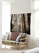 Lúče medzi stromami - fototapeta FS4307