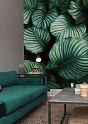 Kalatea - fototapeta FS5292