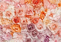 Farebné ruže - fototapeta FT147
