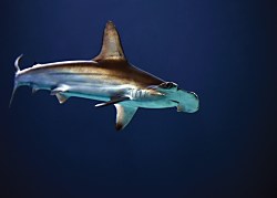 Žralok fototapeta FX3456