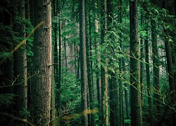 Tajomný les fototapeta FX3502