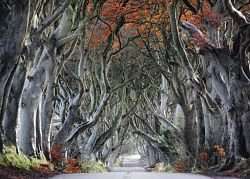 Lesná ulička - fototapeta FX4546