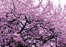 Kwitnące Drzewo - fototapeta FX5508