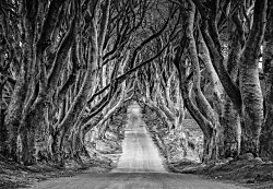 Cesta cez les fototapeta FXL4199