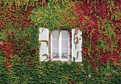 Fototapeta Fasáda s popínavými rastlinami - FXL4564