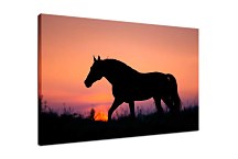 Obraz Silueta Koňa 29325