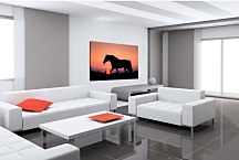 Obraz Silueta Koňa 29325