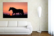 Obraz Silueta Koňa 29325