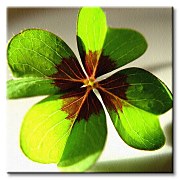 Štvorlístok - Obraz CKS0062