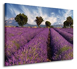 Lavender field in Provence, France - Obraz CS0366