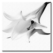 Ľalia - Obraz CKS0044