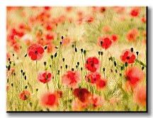 Maky, Monet - Obraz CS0508