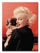 Marilyn Monroe (Love) - Obraz WDC92549