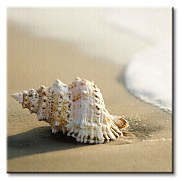 Mušľa na pláži - Obraz CKS0248