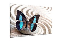 Obraz Motýľ s tyrkysovými krídlami zs29068