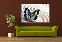 Obraz Motýľ s tyrkysovými krídlami zs29068