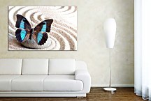 Obraz Motýľ s tyrkysovými krídlami zs29068