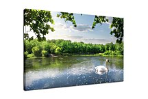 Obraz Biela labuť zs24768