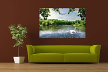 Obraz Biela labuť zs24768