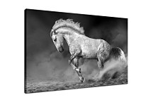 Obraz Biely žrebec 29054