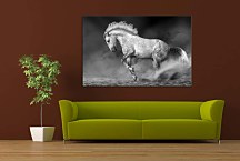 Obraz Biely žrebec 29054