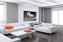 Obraz Biely žrebec 29054