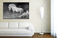 Obraz Biely žrebec 29054