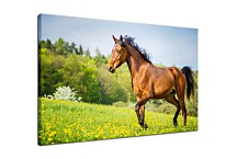 Obraz Brown Horse zs24739
