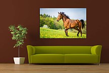 Obraz Brown Horse zs24739