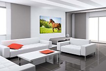 Obraz Brown Horse zs24739