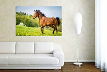 Obraz Brown Horse zs24739