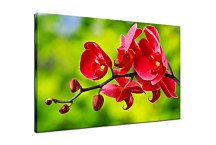 Obraz červená orchidea zs24762