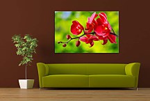 Obraz červená orchidea zs24762