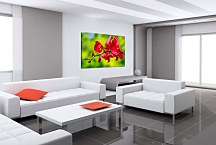 Obraz červená orchidea zs24762