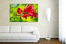 Obraz červená orchidea zs24762