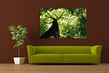Obraz Dub zs24861