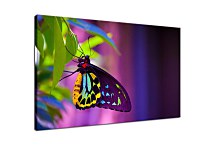 Obraz Farebný motýľ zs24731