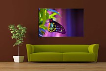 Obraz Farebný motýľ zs24731
